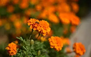 平博APP-苏宁 青岛